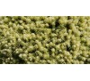 Ель сизая (канадская) Дендрофарма Голд (Dendrofarma Gold) С5, 5 лет